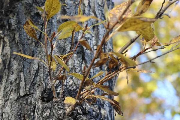 Poplar Tree Trunk Bark Texture Close Photograph Background Autumn Foliage — Stock Photo, Image