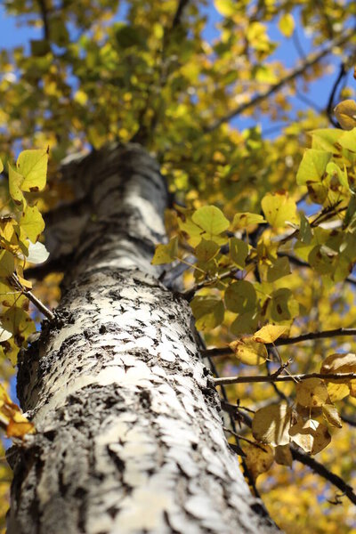 Тополь ствол дерева коры текстуры крупным планом фотографии Фон осенние листья желтые листья в сентябре солнечный свет 