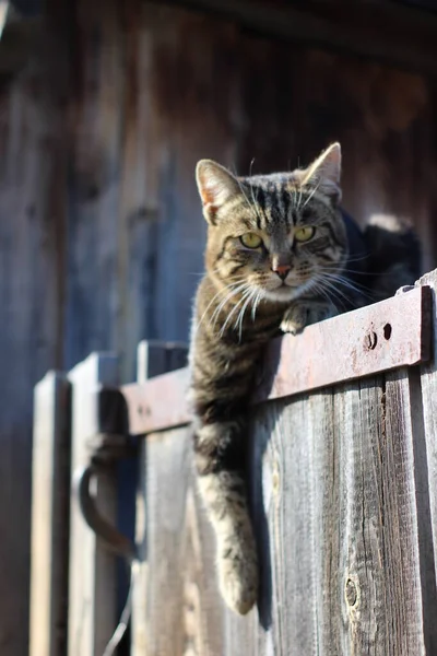 Tekir kedi, patisi sarkmış, sarı gözlü, bembeyaz bıyıklı tembel kedi yavrusuyla çitin üzerinde yatıyor. 