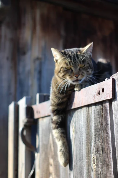 Tabby Katt Ligger Staketet Med Tassen Hängande Lat Vila Fluffig — Stockfoto