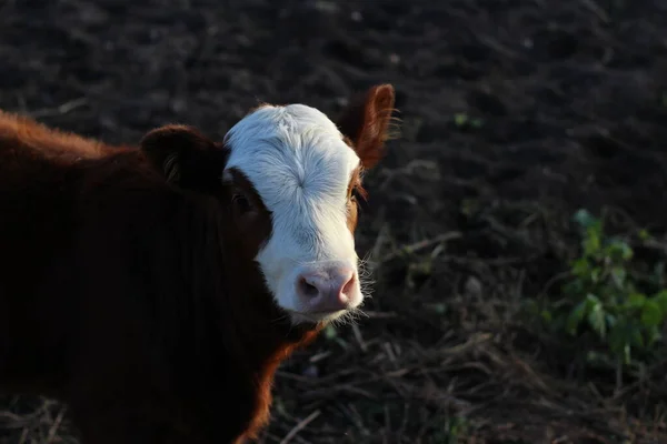 Fotografía Becerro Divertido Rojo Cabeza Blanca Vaca Bebé Ganado Con —  Fotos de Stock