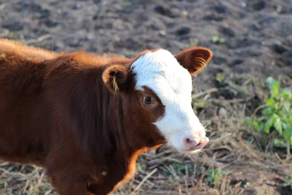 Fotografia Bezerro Engraçado Vermelho Branco Cabeça Bebê Vaca Gado Lambendo — Fotografia de Stock