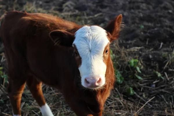 面白い子牛の赤い頭の赤ちゃんの牛の写真日没の光の中でカメラを見てピンクの鼻で — ストック写真