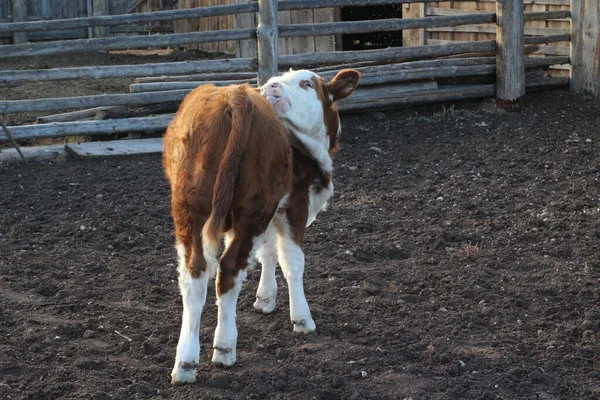 Calf rearing Stock Photos, Royalty Free Calf rearing Images | Depositphotos
