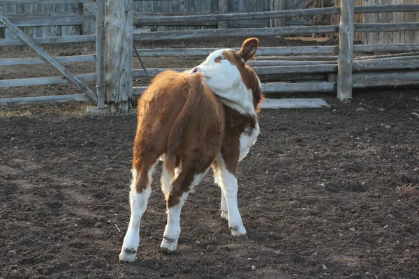 かわいい子牛が立って庭の農場で背中を舐めてる 白と赤のふわふわの毛皮を持つ国内の若い酪農牛 — ストック写真