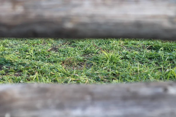 Yeşil Yaz Çimenleri Ahşap Çitlerin Arasından Görülebiliyor — Stok fotoğraf