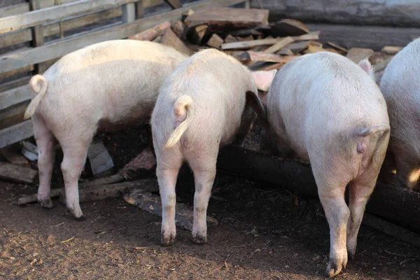 the three little pigs with funny curly tails eating feed from the trough. Funny pink piglets in pigpen on farmland