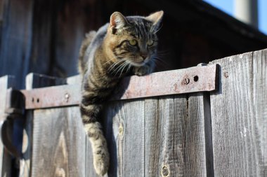 Tekir kedi, patisi sarkmış, sarı gözlü, bembeyaz bıyıklı tembel kedi yavrusuyla çitin üzerinde yatıyor. 