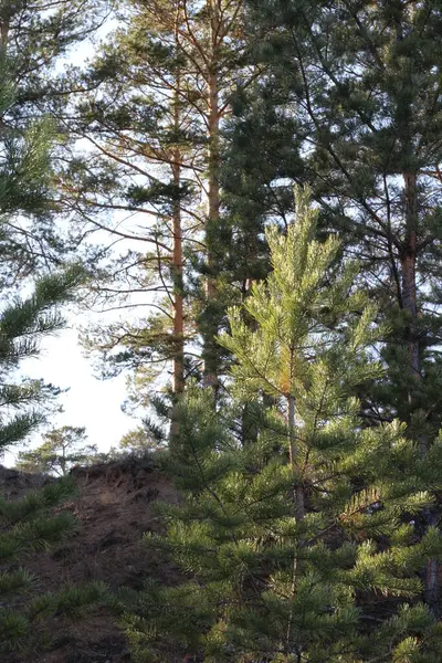 Bos Achtergrond Pijnbomen Met Dichte Takken Naaldbomen Herfst Zonovergoten Rand — Stockfoto