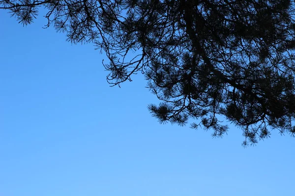 Vollbild Hintergrundbild Von Strahlend Blauem Himmel Und Silhouette Von Kiefernzweigen — Stockfoto