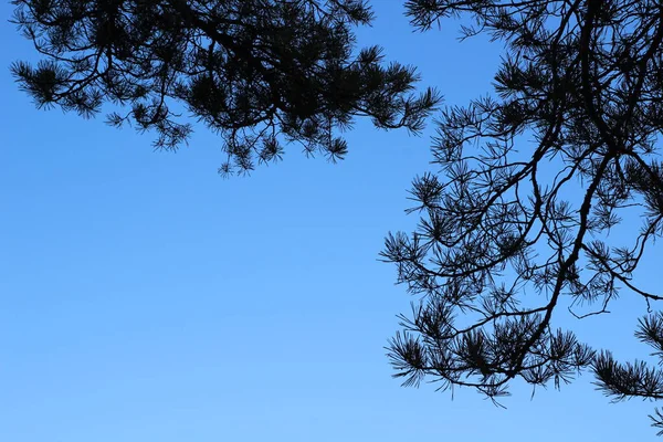 Cornice Completa Fotografia Sfondo Cielo Blu Brillante Silhouette Rami Pino — Foto Stock