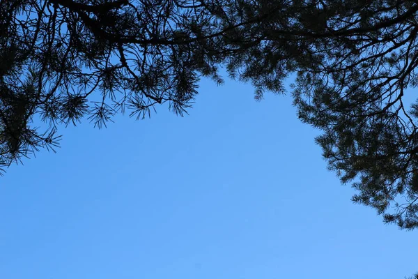 明亮蓝天的背景图片及松树枝叶和冷杉针叶的轮廓 — 图库照片