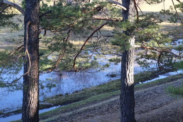 Blue River Spring Stream Bakom Tallar — Stockfoto