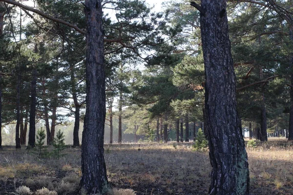 Bos Achtergrond Pijnbomen Met Dichte Takken Naaldbomen Herfst Zonovergoten Rand — Stockfoto