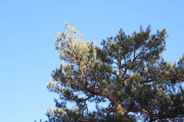 Πεύκο Κορυφή Απομονωμένο Δάσος Φόντο Αειθαλές Κωνοφόρο Δέντρο Βελόνες Ηλιόλουστα — Φωτογραφία Αρχείου