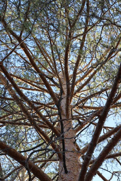 Pine Branches Background Evergreen Coniferous Tree Trunk Green Fir Needles — Stock Photo, Image