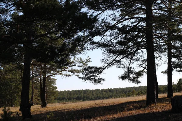 Bosque Fondo Pinos Con Ramas Densas Agujas Abeto Coníferas Otoño — Foto de Stock