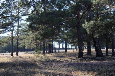 sık dalları olan çam ağaçları ve kozalaklı köknar iğneleri. Sonbaharda güneşe bulanmış, sarı çimenler ve daima yeşil ağaçlarla kaplı.