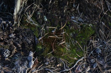 Eski ahşap kaplamalı yosun dokusu. Ormanda liken ile yıpranmış ağaç kütüğü