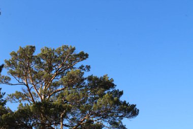 Çam ağacının tepesindeki ıssız ormanın arka planında ebediyen yeşil kozalaklı ağaçlar güneşte kavrulan dallar ve mavi sonbahar gökyüzüne karşı gövde