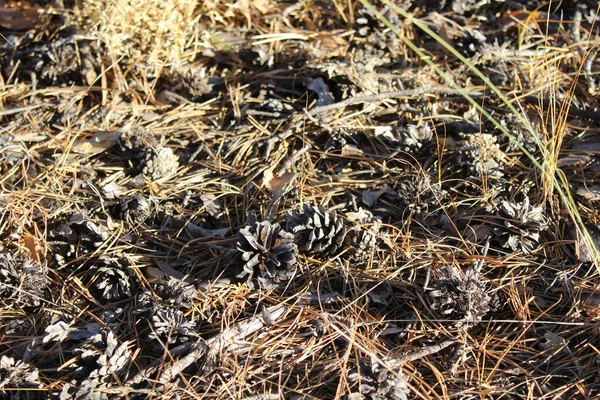 松の実 モミの針 秋の針葉樹林の乾燥した黄色の草で覆われた土地のクローズアップ写真 — ストック写真