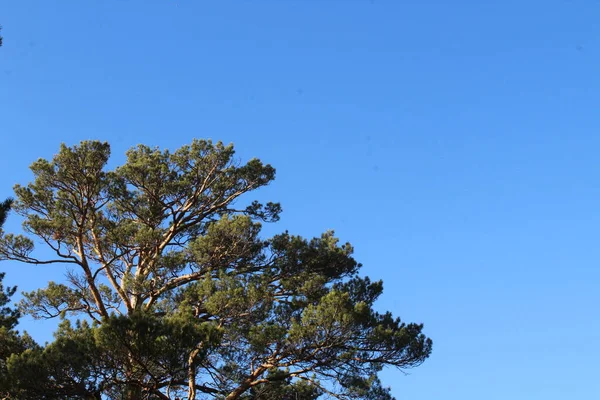 Pine Tree Top Isolated Forest Background Evergreen Coniferous Tree Needles — Stock Photo, Image