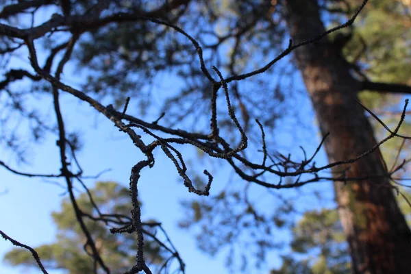 Mixed Forest Bare Bush Branches Background Evergreen Coniferous Pine Tree — Stock Photo, Image