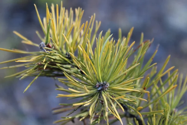 fir-needle close-up Background photograph evergreen coniferous pine tree branches