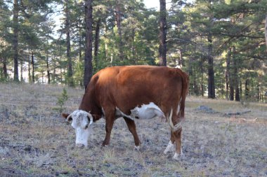 Ormanda otlayan inek, ot yiyen kırmızı beyaz inek. 