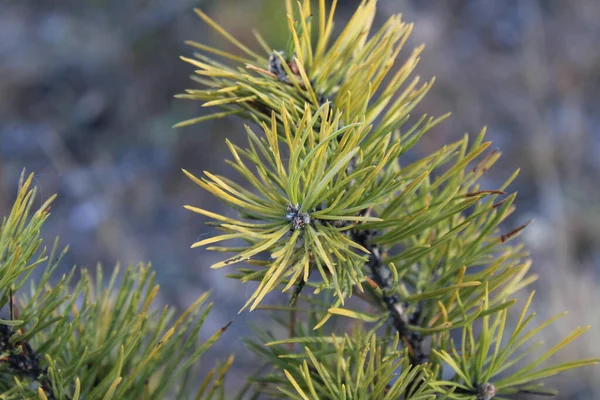 fir-needle close-up Background photograph evergreen coniferous pine tree branches