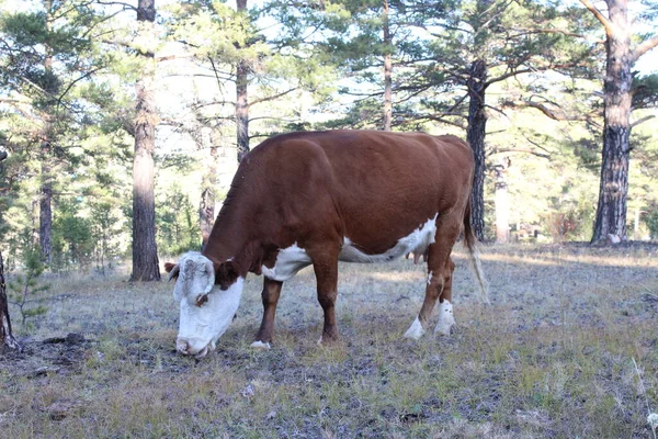 Корова Пасущаяся Лесу Рогатая Рыжая Белая Телка Поедающая Траву — стоковое фото