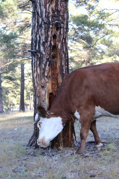 奶牛在森林里吃草的时候 角红色的白母牛在松树树干上啄了一下 — 图库照片