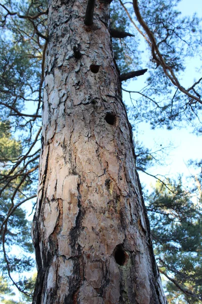 pine tree trunk with holes made by a woodpecker in the coniferous forest woodland against clear blue sky