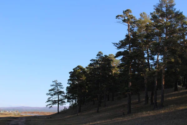 Pinheiros Floresta Borda Sempre Verde Floresta Conífera Vista Montanha Contra — Fotografia de Stock