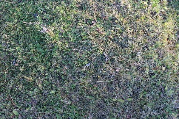 Letni Sezon Jesienny Pastwisko Grunt Zieloną Trawą Żółtą Tło — Zdjęcie stockowe