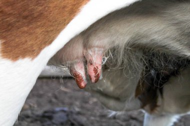 İneğin buzağıdan süt emen beyaz başlı şirin kırmızı inek benekli tüylü tüylü sığırların memelerinin yakın plan fotoğrafı. 