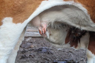 İneğin buzağıdan süt emen beyaz başlı şirin kırmızı inek benekli tüylü tüylü sığırların memelerinin yakın plan fotoğrafı. 