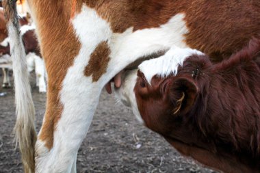 İneğin buzağıdan süt emen beyaz başlı şirin kırmızı inek benekli tüylü tüylü sığırların memelerinin yakın plan fotoğrafı. 