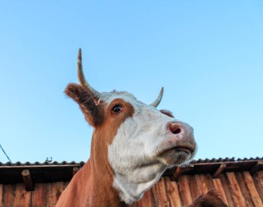 Yaşlı inek kafası portresi beyaz ve kırmızı kürklü benekli burunlu evcil sığırlar uzun kirpikleri kabarık kulakları ve gün batımında çiftlikte keskin boynuzları var.