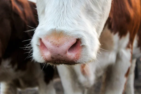 Vache Rose Nez Tacheté Gros Plan Photographie Pelucheux Blanc Fourrure — Photo