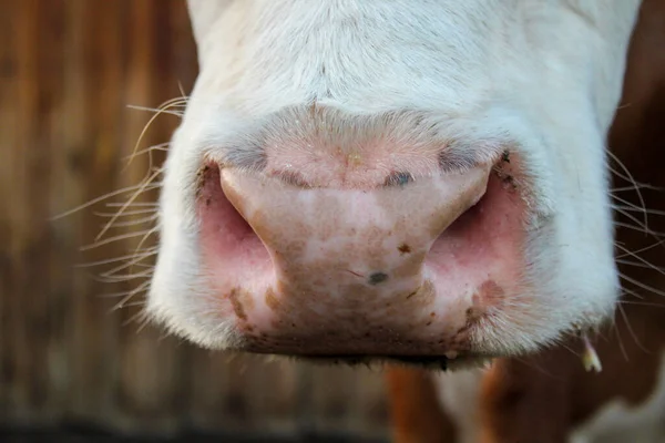 Koe Roze Gevlekte Neus Close Foto Pluizig Wit Bont Natte — Stockfoto