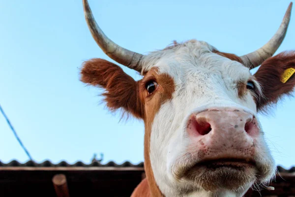 Old cow head close-up portrait white and red fur pink spotted nose snout domestic cattle with long eyelashes fluffy ears and sharp mighty horns on farmland in sunset light