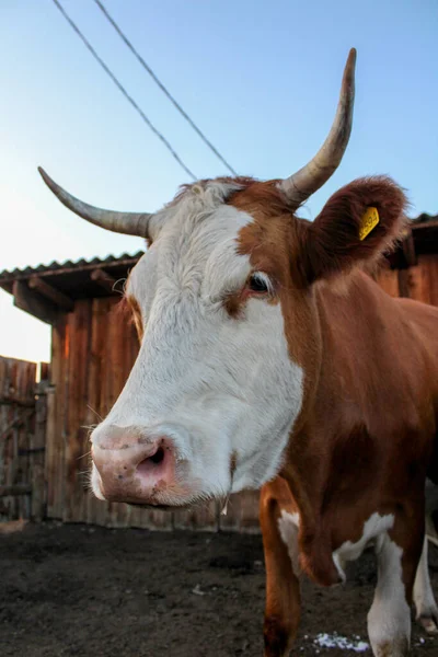 Old cow head close-up portrait white and red fur pink spotted nose snout domestic cattle with long eyelashes fluffy ears and sharp mighty horns on farmland in sunset light