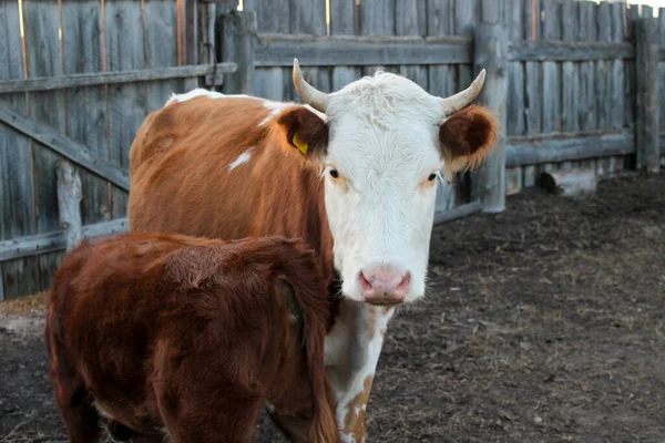 Jeune Vache Allaitant Son Veau Nouveau Génisse Laitière Pelucheuse Avec — Photo