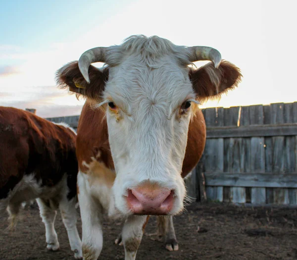 Vieille Vache Cornes Regardant Caméra Rouge Pelucheux Bovin Blanc Portrait — Photo