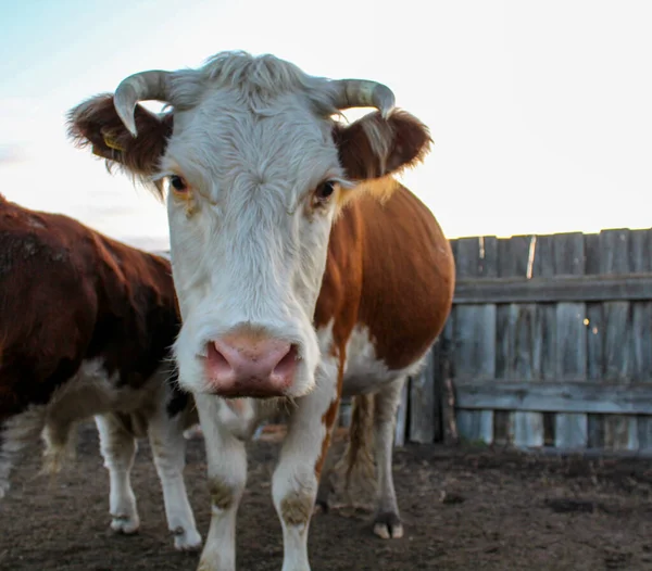 old horned cow looking at the camera fluffy furry red white cattle portrait with long eyelashes pink nose on farmland with wooden fence in sunset light