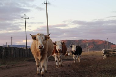 farklı inekler boynuzlu ve boynuzsuz siyah kırmızı kahverengi karamel renkli inek sonbaharda otluyor ve dinleniyor. Kırsal köyün gün batımı sarı manzarası 