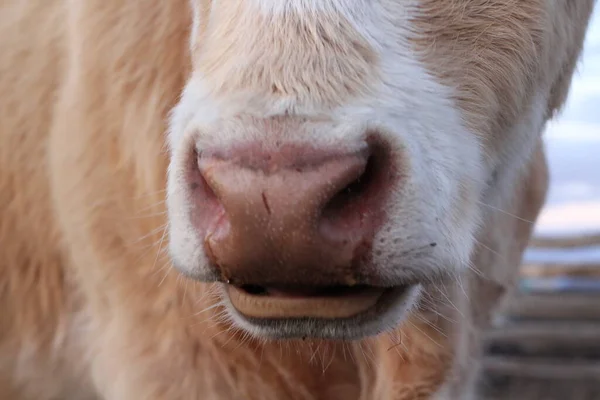 Cow Brown Nose Close Photograph Fluffy Caramel White Cow Bull — Stock Photo, Image