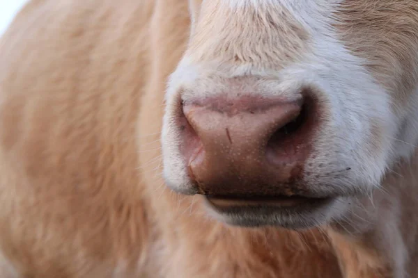 Krowi Brązowy Nos Zbliżenie Fotografia Puszysty Karmel Biały Krowa Byk — Zdjęcie stockowe