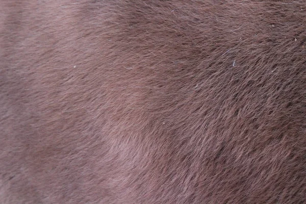 Bulu Binatang Latar Belakang Halus Berbulu Rambut Sapi — Stok Foto